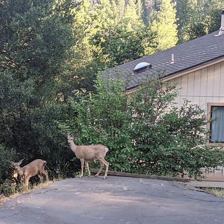 Yosemite Haven @ Pine Mountain Lake. Dog Friendly! Villa Groveland Exterior photo